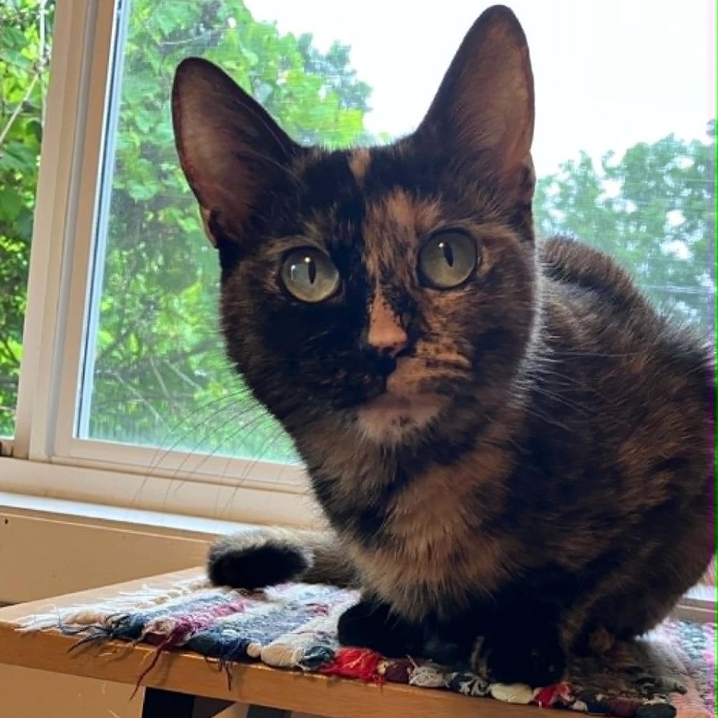 Tiny, a Adoptable Domestic Short Hair in South Haven, MI image 2/5