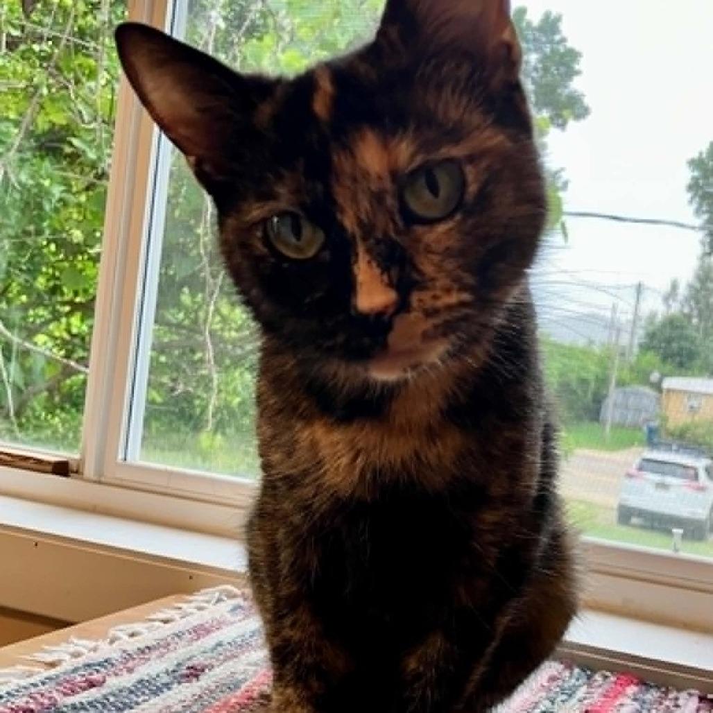 Tiny, a Adoptable Domestic Short Hair in South Haven, MI image 3/5