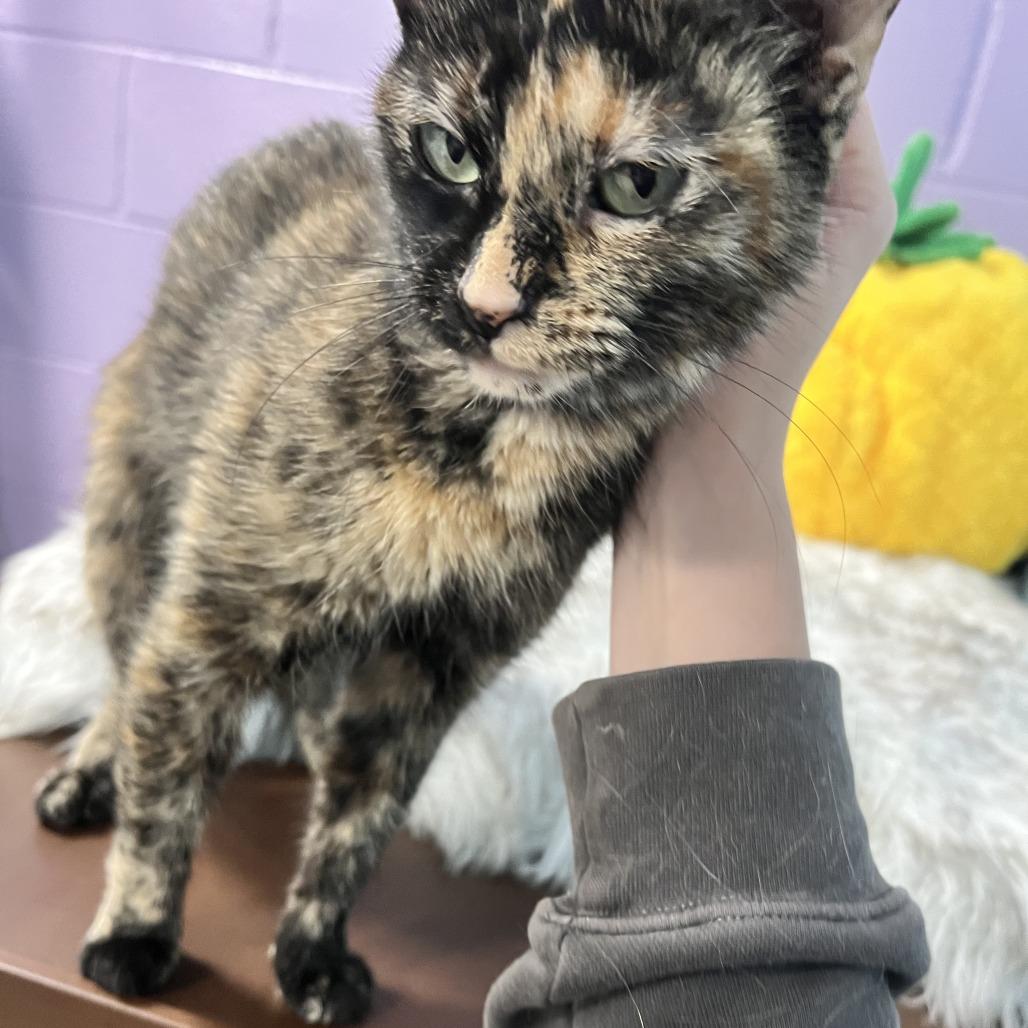 Tiny, a Adoptable Domestic Short Hair in South Haven, MI image 2/3