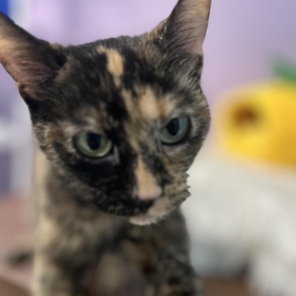 Tiny, a Adoptable Domestic Short Hair in South Haven, MI image 3/3