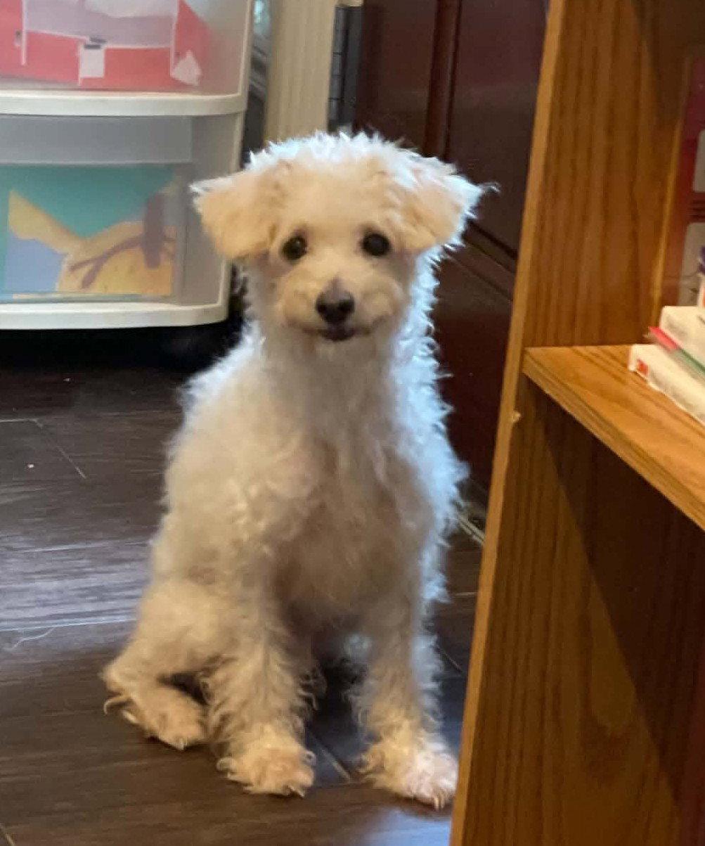 BELLA ROSE, a Adoptable Poodle in Katy, TX image 1/3