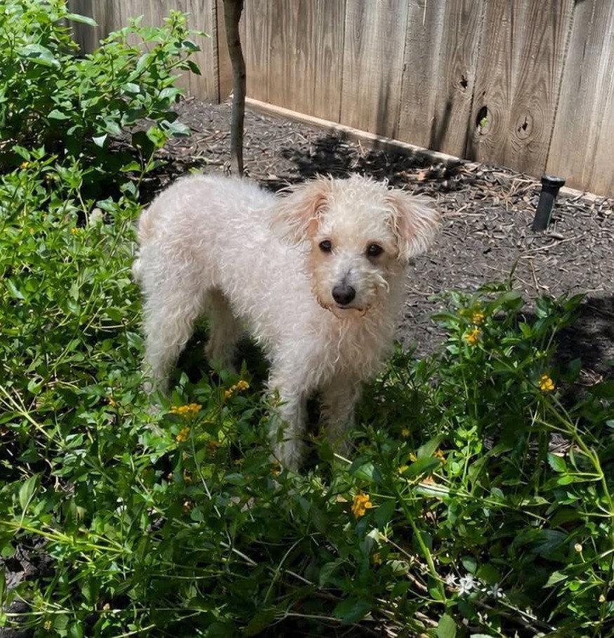 BELLA ROSE, a Adoptable Poodle in Katy, TX image 2/3