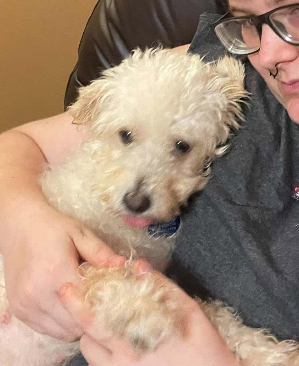 BELLA ROSE, a Adoptable Poodle in Katy, TX image 3/3