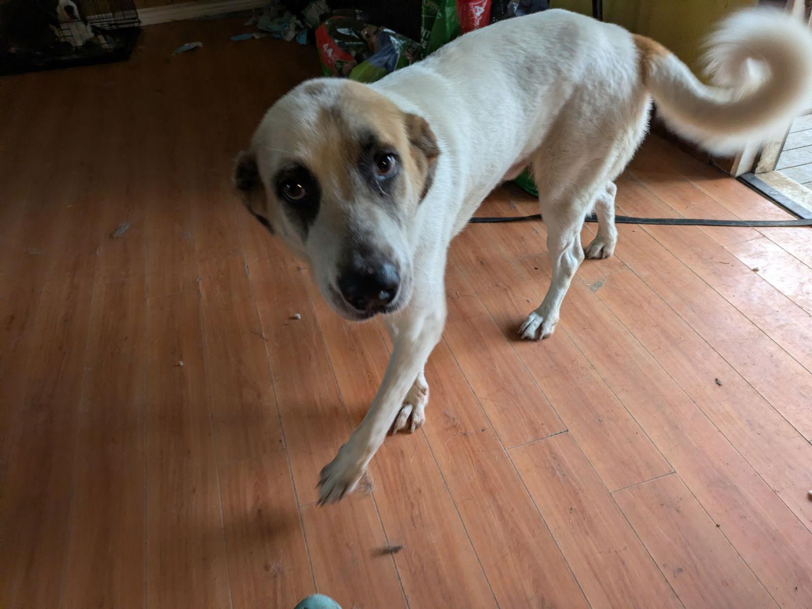 Alfie, Adoptable, Young Male Great Pyrenees.