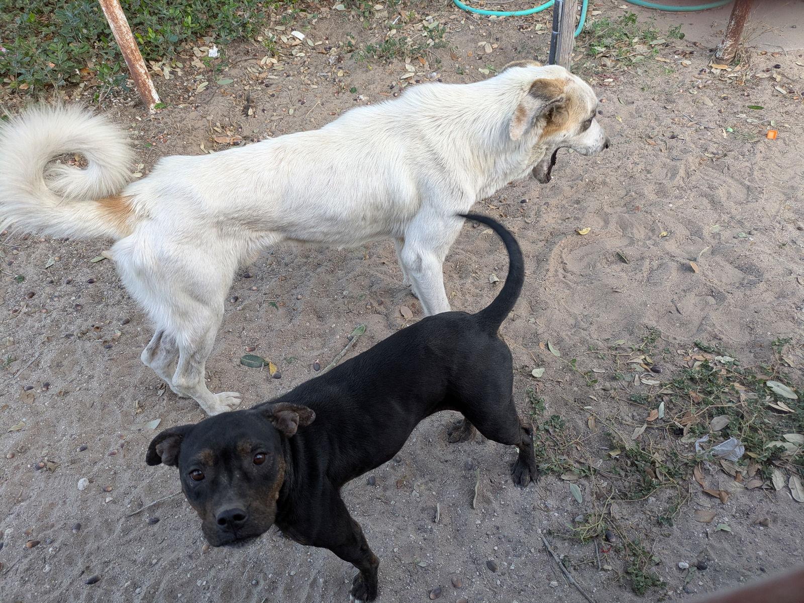Enlarge Alfie, a Adoptable Great Pyrenees in Orange Grove, TX image 2/3