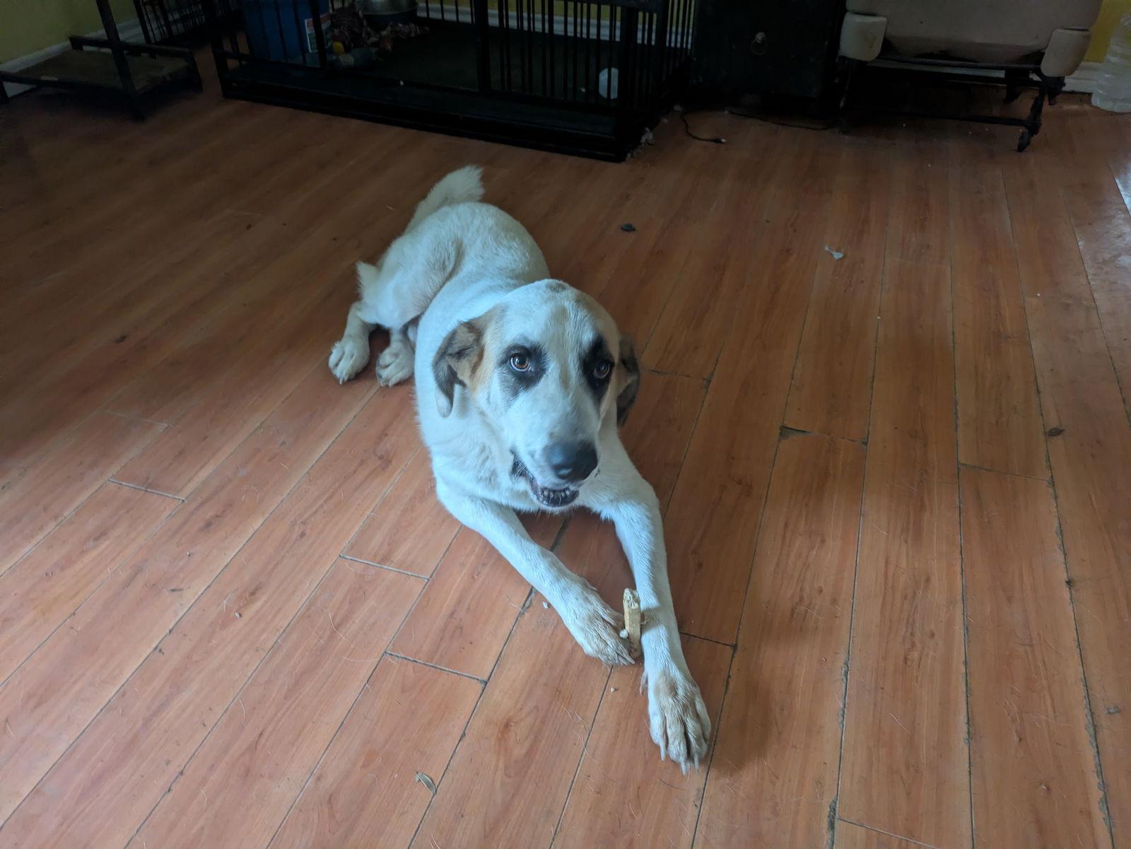 Enlarge Alfie, a Adoptable Great Pyrenees in Orange Grove, TX image 3/3