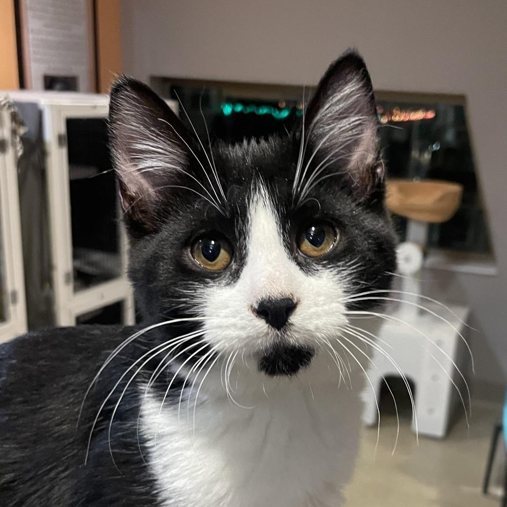 Enlarge Garu, a Adoptable Domestic Short Hair in Chicago, IL image 1/2