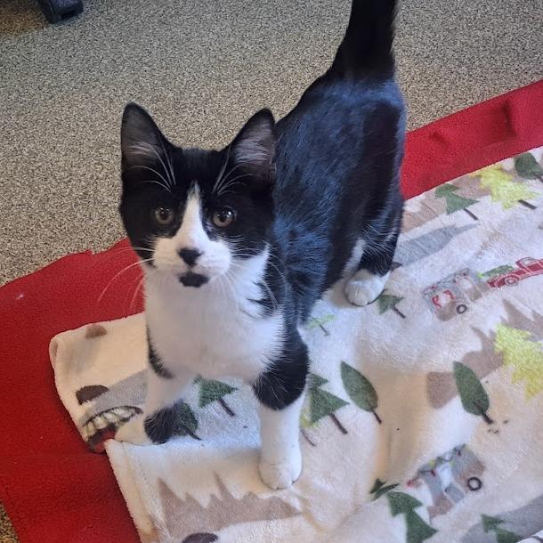 Enlarge Garu, a Adoptable Domestic Short Hair in Chicago, IL image 2/2