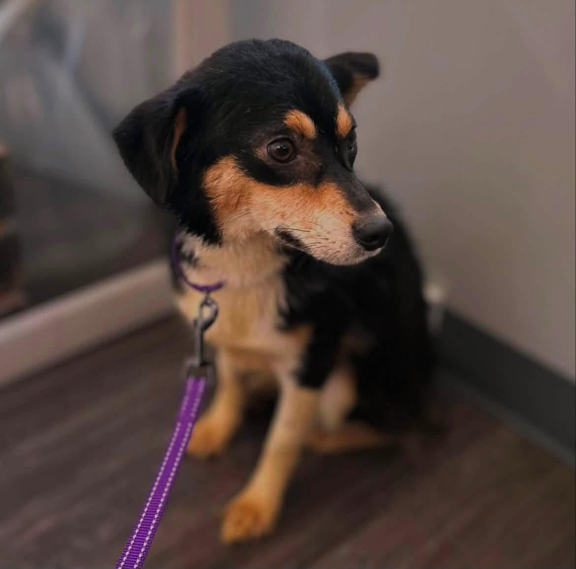 Tabby, ADOPTABLE, Puppy Female Corgi & Australian Shepherd.