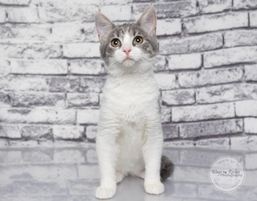 Enlarge Millie, a Adoptable mixed breed in Knoxville, TN image 2/6