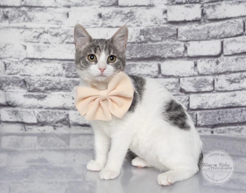 Enlarge Millie, a Adoptable mixed breed in Knoxville, TN image 5/6