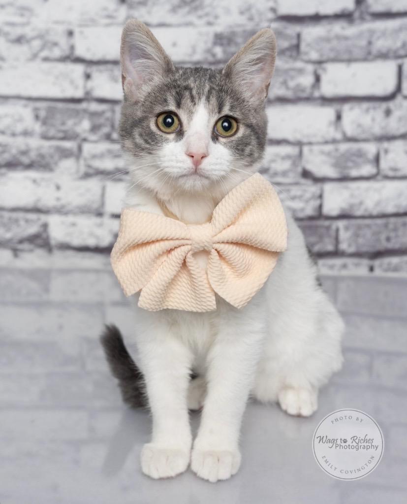 Enlarge Millie, a Adoptable mixed breed in Knoxville, TN image 1/6