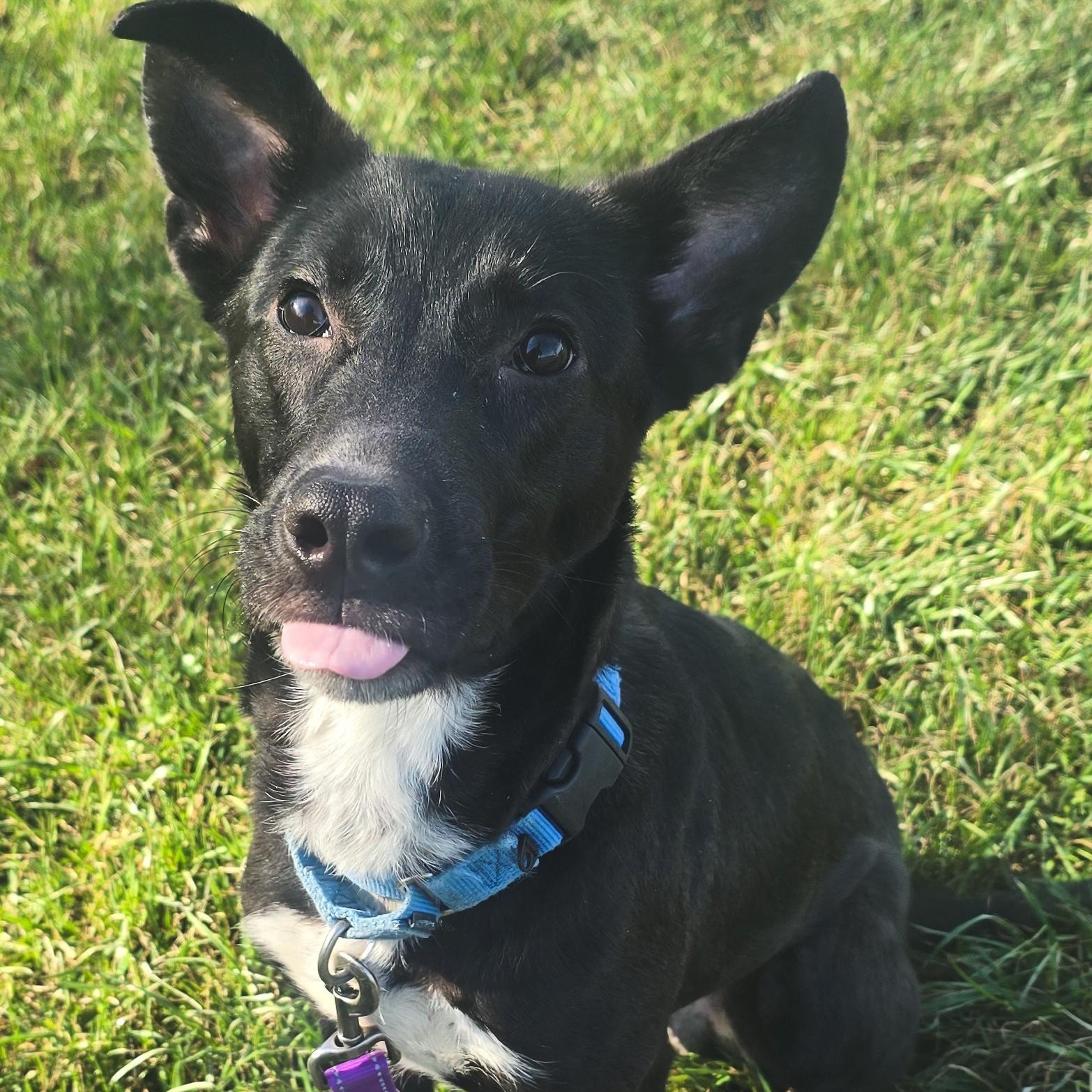 Enlarge Chet, a ADOPTABLE mixed breed in Shepherdsville, KY image 1/3