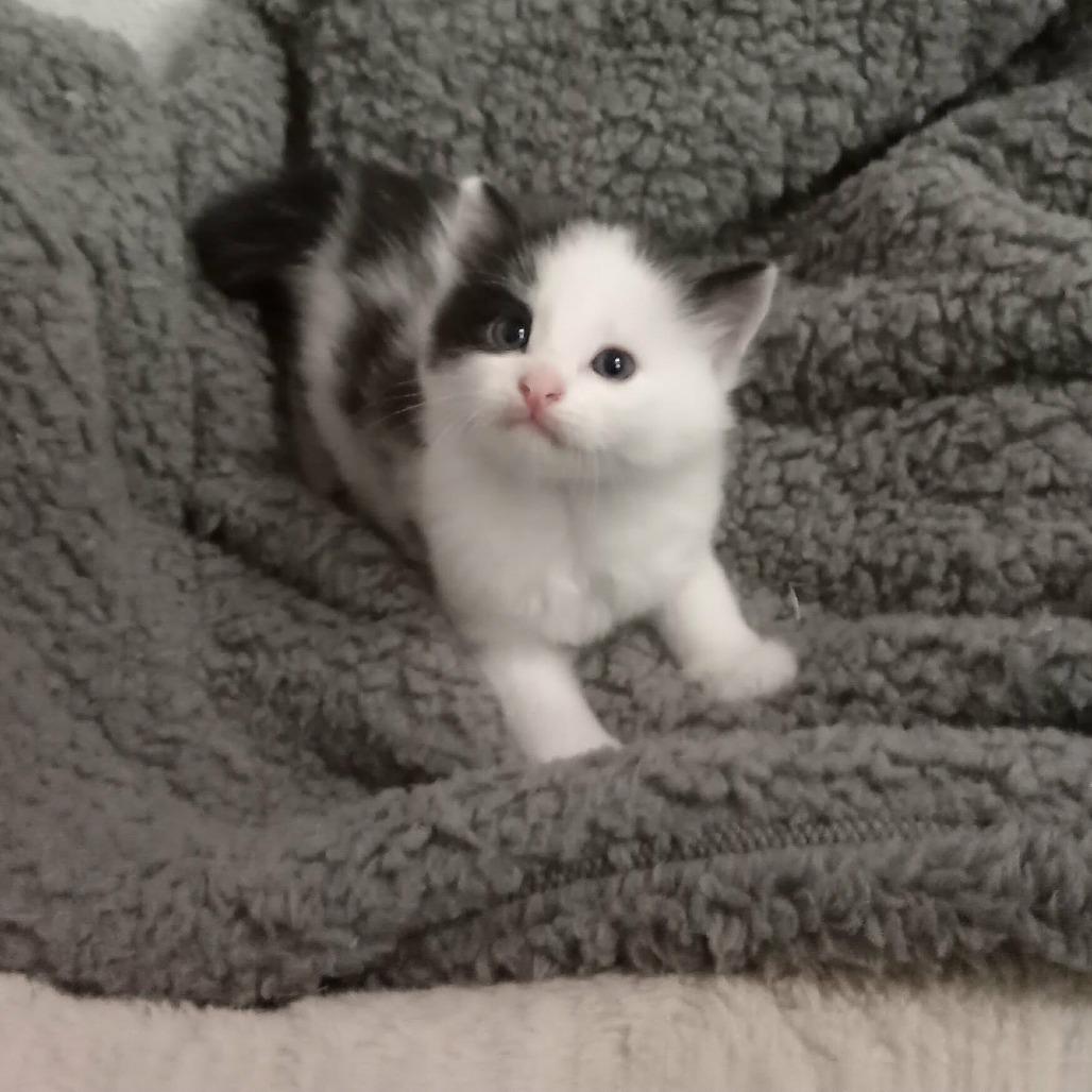 Enlarge Malachite C12009, a Adoptable Domestic Short Hair in Princeton, MN image 1/1