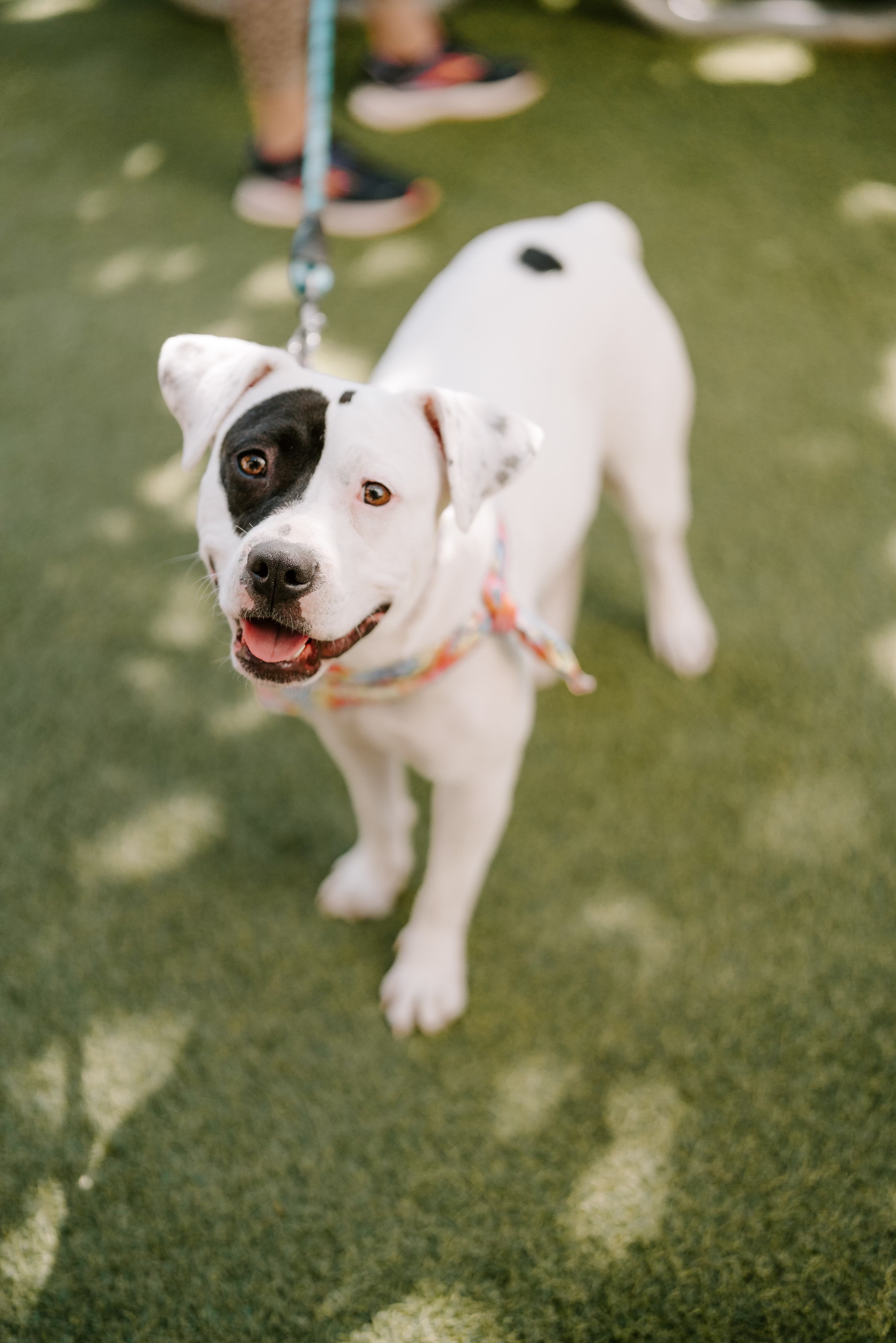 Dog for adoption Mimi, an American Staffordshire Terrier Mix in