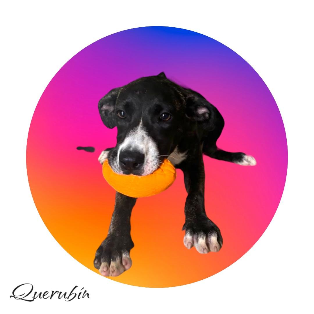 Enlarge Querubin, a Adoptable mixed breed in RIDGEFIELD, CT image 2/4