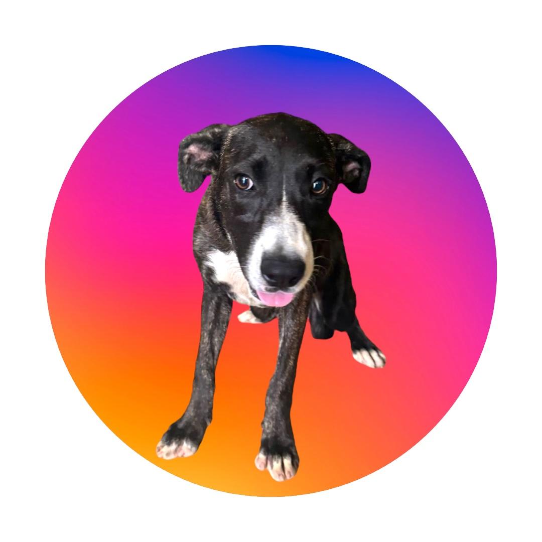 Enlarge Querubin, a Adoptable mixed breed in RIDGEFIELD, CT image 3/4