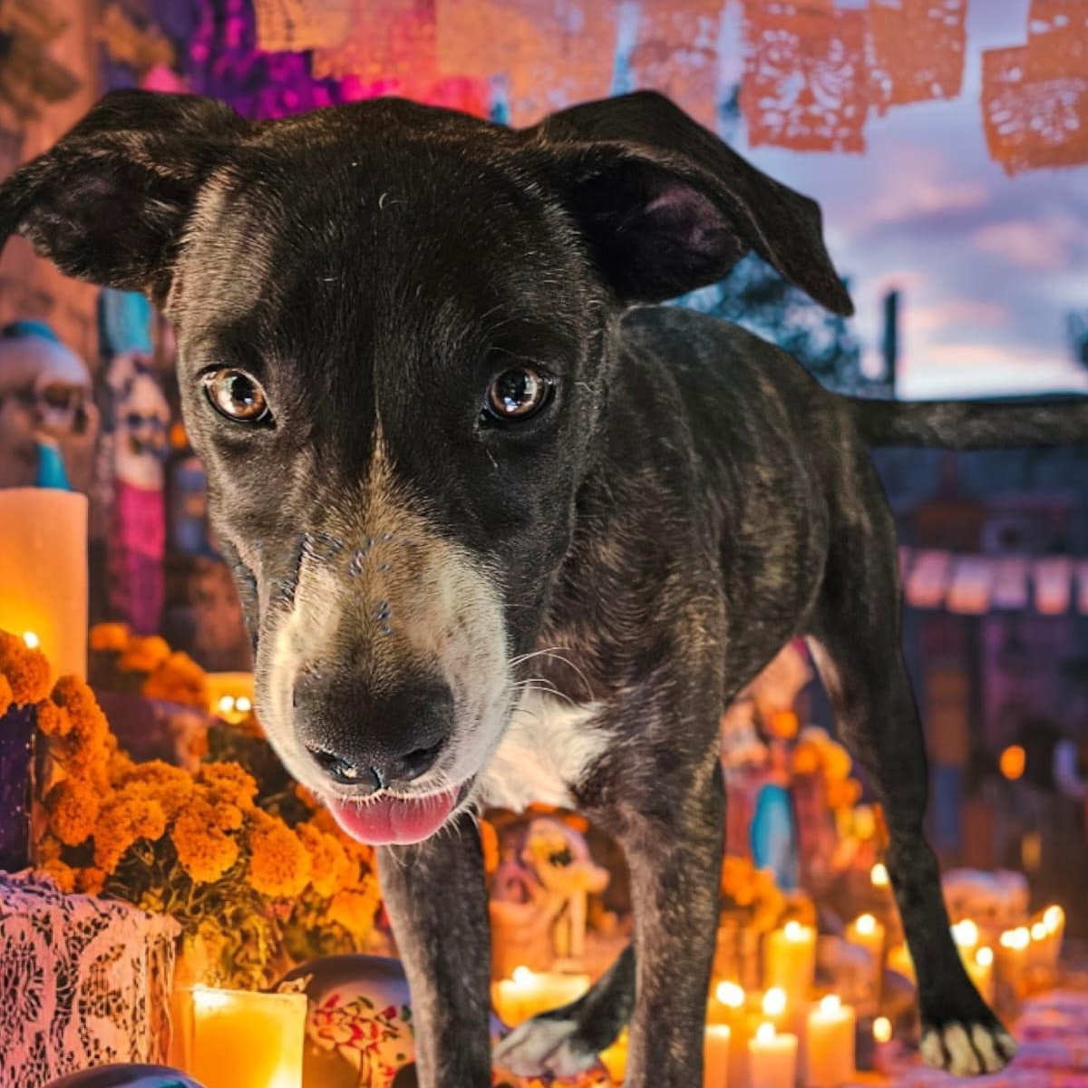 Enlarge Querubin, a Adoptable mixed breed in RIDGEFIELD, CT image 1/4