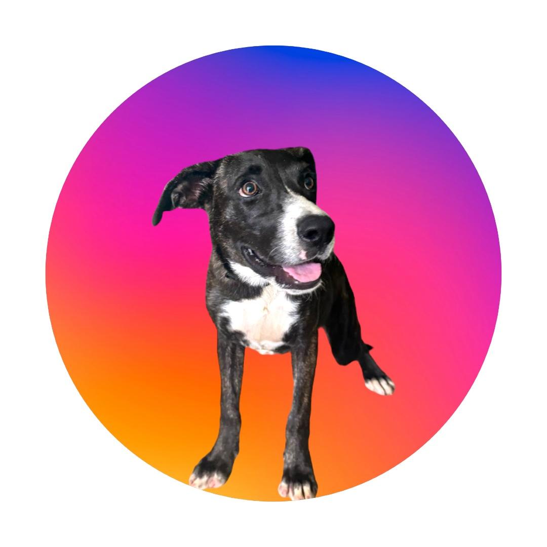 Enlarge Querubin, a Adoptable mixed breed in RIDGEFIELD, CT image 4/4