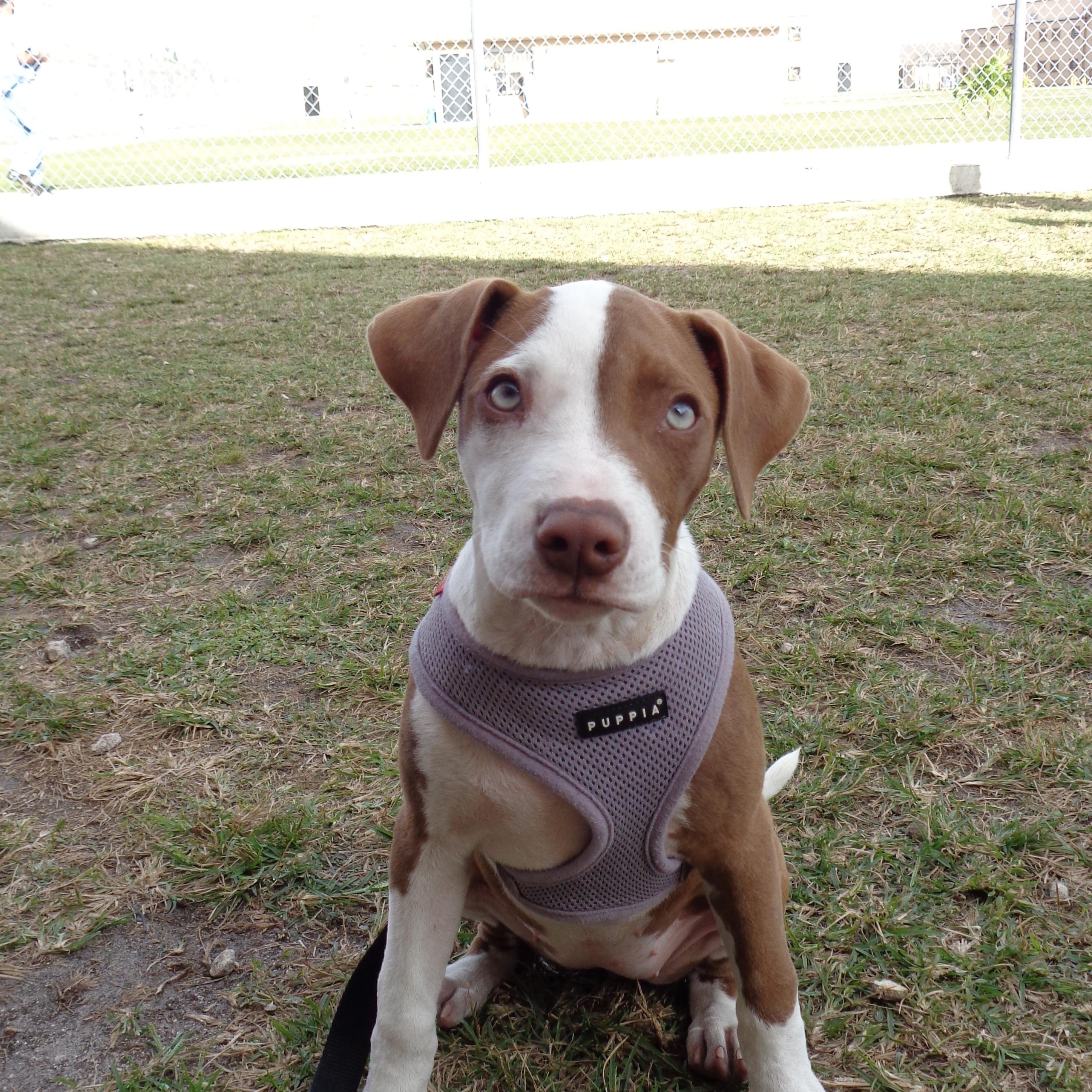 LEWEY-TRAINED DOG, Adoptable, Puppy Female Terrier.