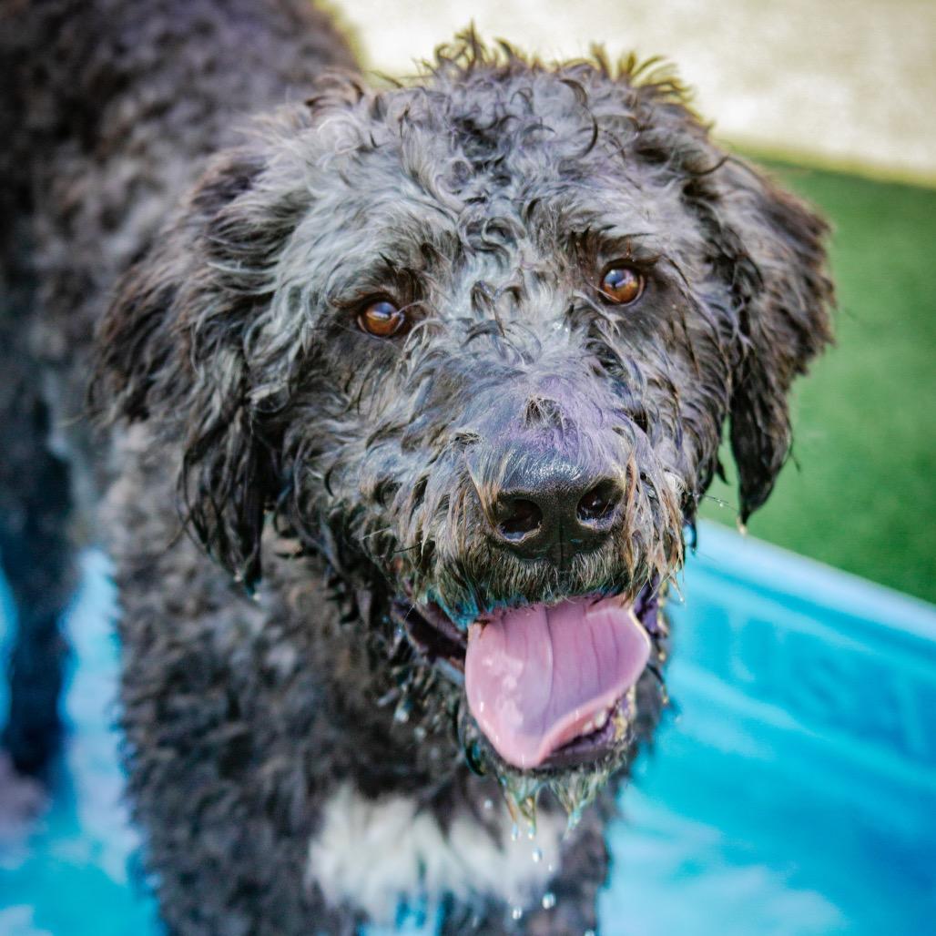 Buddy A2249753, Adoptable, Adult Male Labrador Retriever & Standard Poodle.