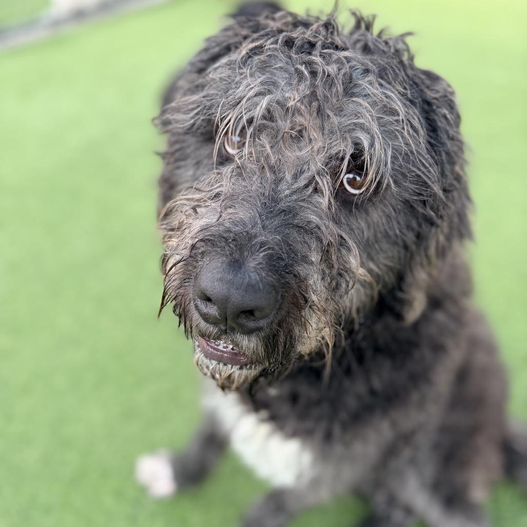 Enlarge Buddy A2249753, a Adoptable mixed breed in Middletown, NY image 2/6