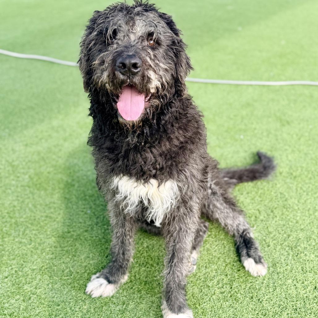 Enlarge Buddy A2249753, a Adoptable mixed breed in Middletown, NY image 3/6