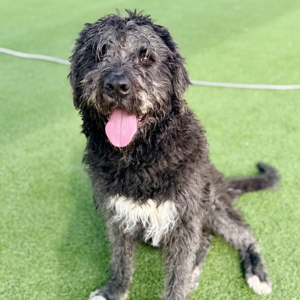 Enlarge Buddy A2249753, a Adoptable mixed breed in Middletown, NY image 4/6