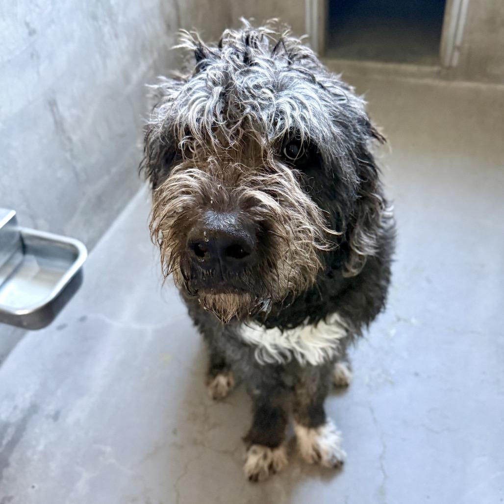 Enlarge Buddy A2249753, a Adoptable mixed breed in Middletown, NY image 5/6