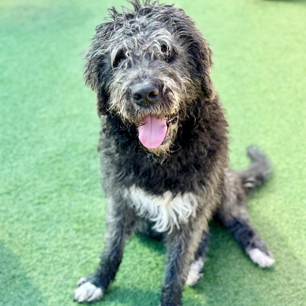 Enlarge Buddy A2249753, a Adoptable mixed breed in Middletown, NY image 6/6