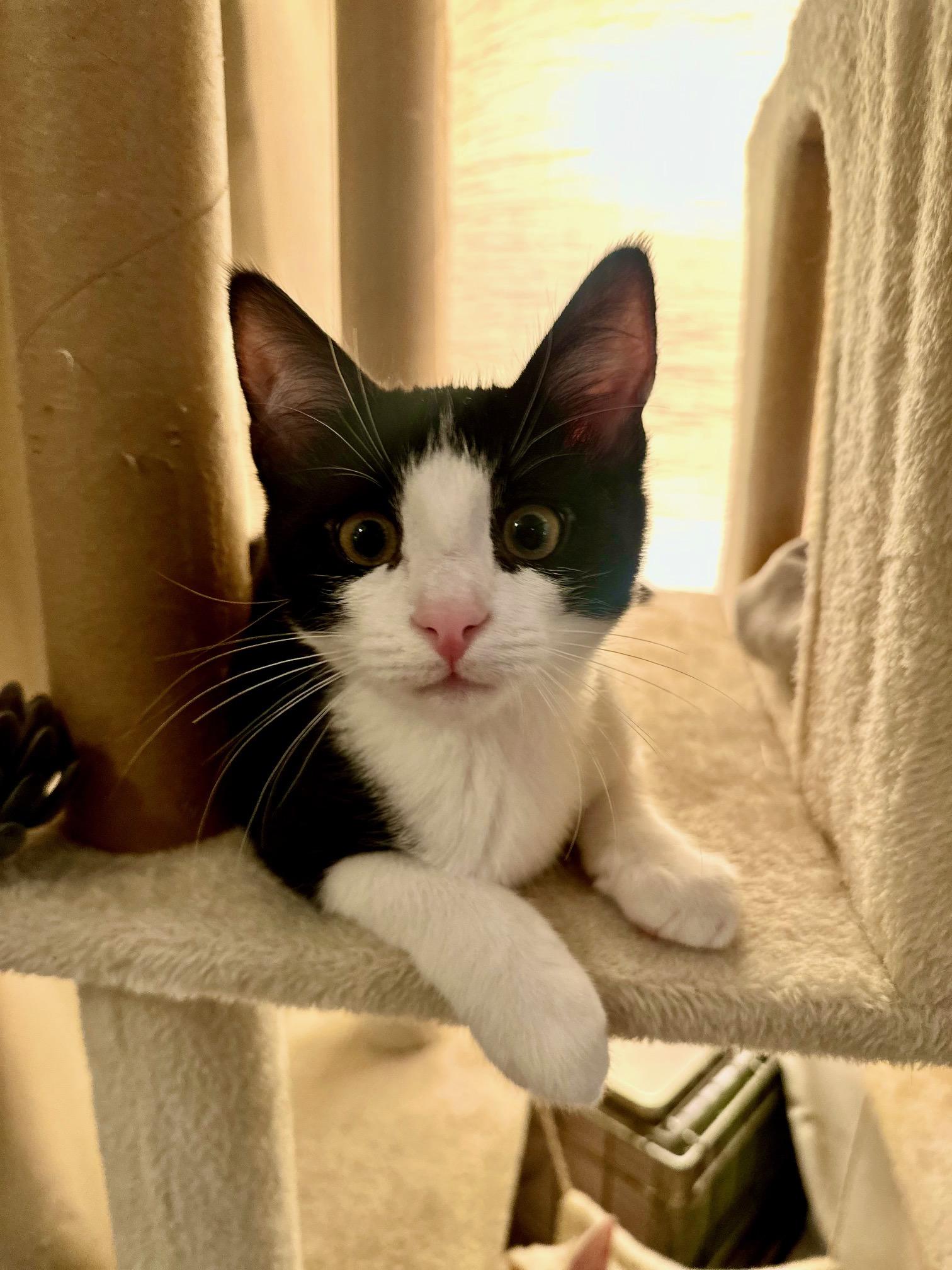 Pompadour, ADOPTABLE, Young Male Tuxedo.