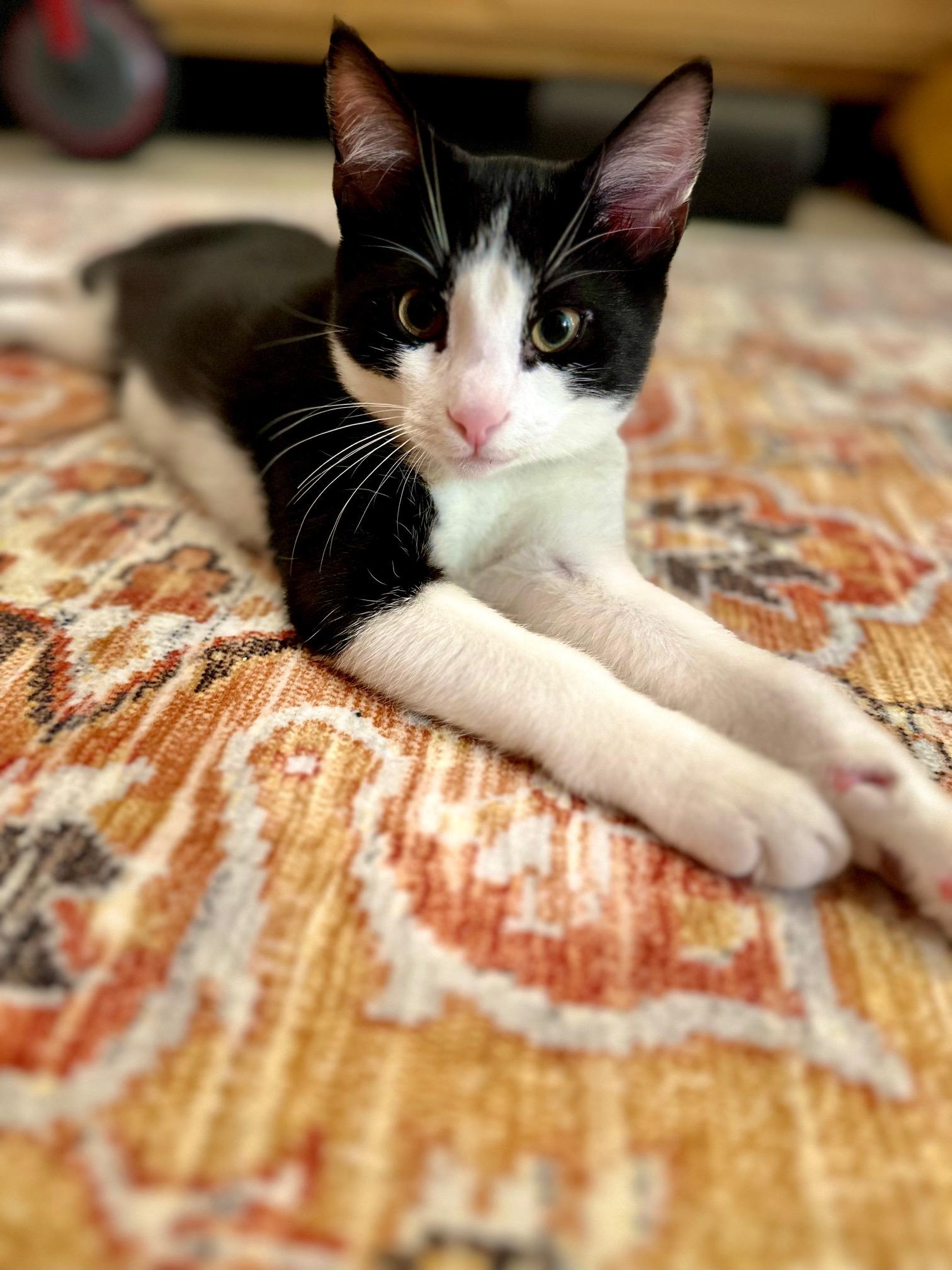 Pompadour, a ADOPTABLE Tuxedo in Brooklyn, NY image 5/5