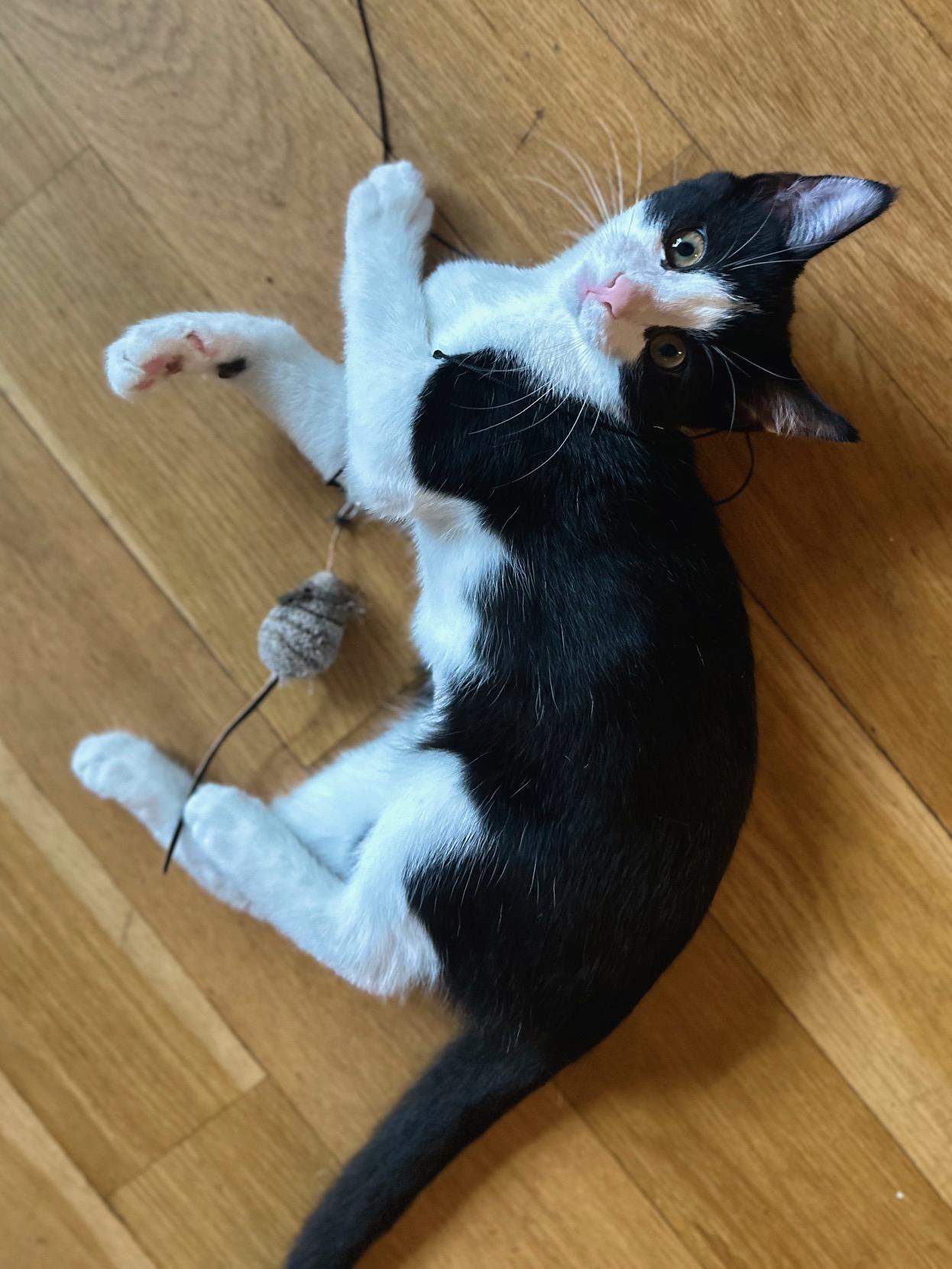 Pompadour, a ADOPTABLE Tuxedo in Brooklyn, NY image 2/5
