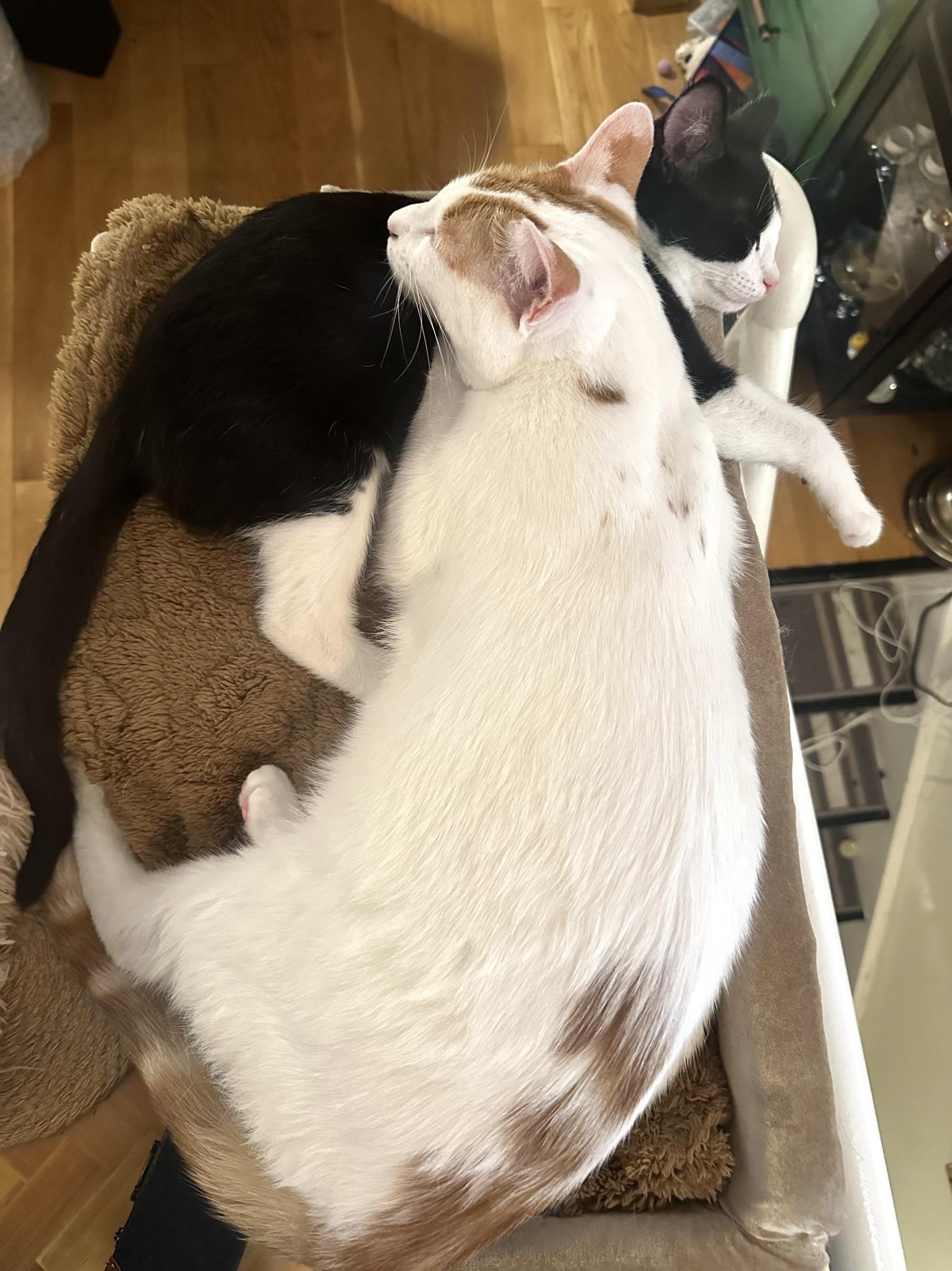 Pompadour, a ADOPTABLE Tuxedo in Brooklyn, NY image 4/5