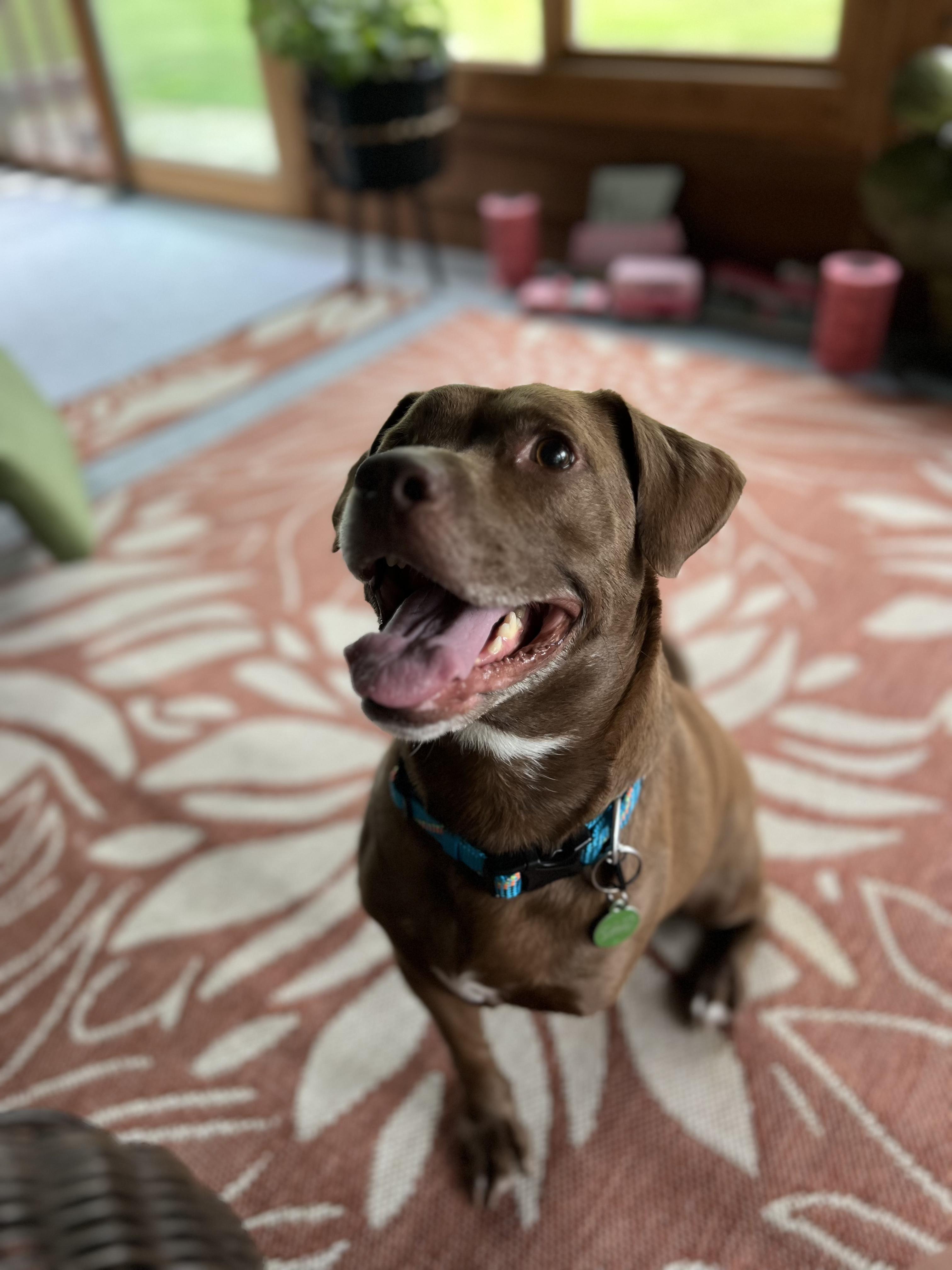 Charlie, a Adoptable Terrier in Clyde, NC image 6/6