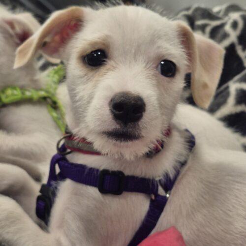 Janet, Adoptable, Young Female Chihuahua & Cockapoo.