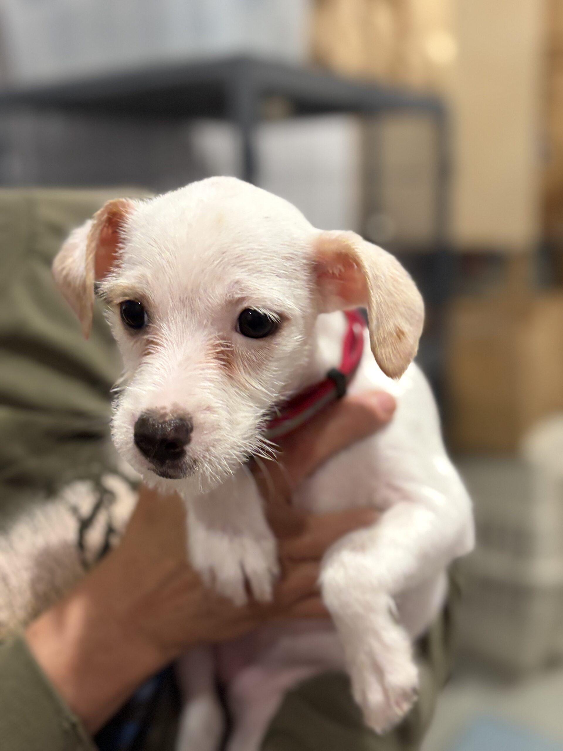 Enlarge Janet, a Adoptable mixed breed in Vienna, ON image 2/5