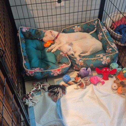 Enlarge Janet, a Adoptable mixed breed in Vienna, ON image 5/5
