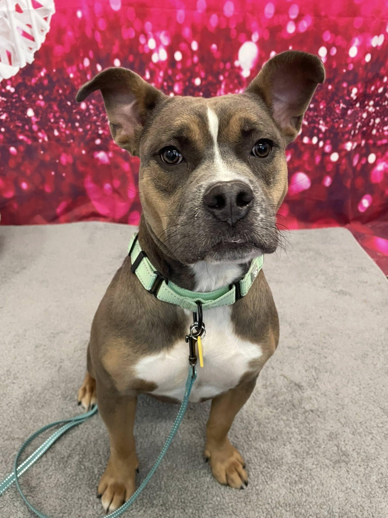 Honey Hut, an adopted mixed breed in Cleveland, OH image 4/4