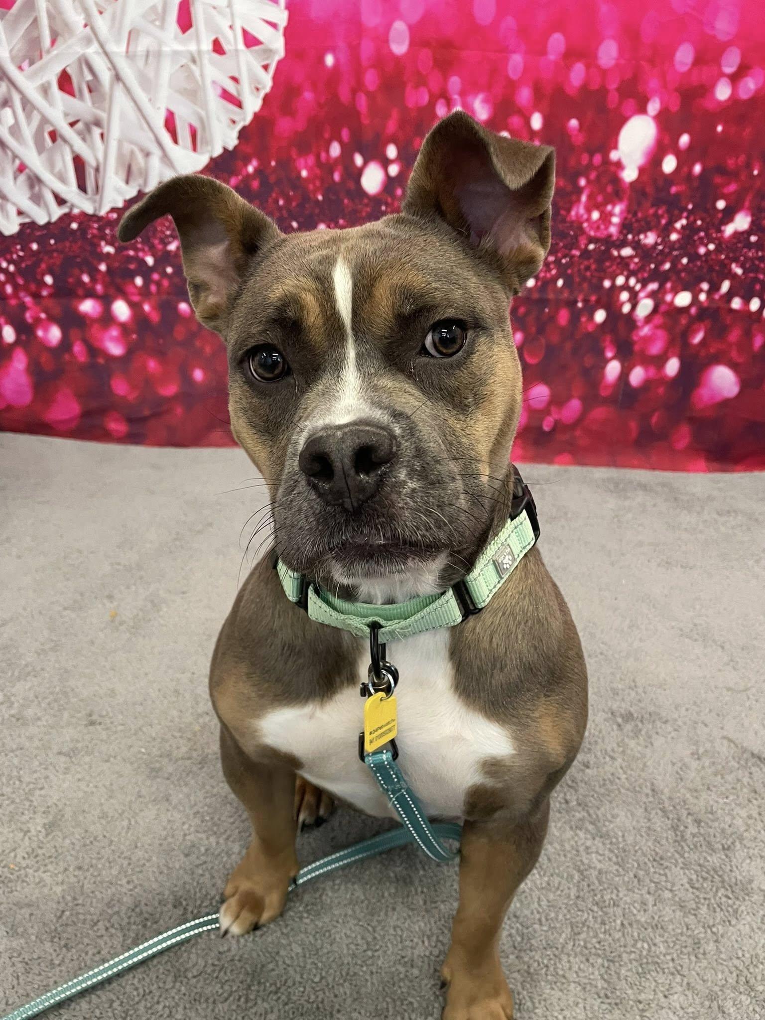 Honey Hut, an adopted mixed breed in Cleveland, OH image 2/4