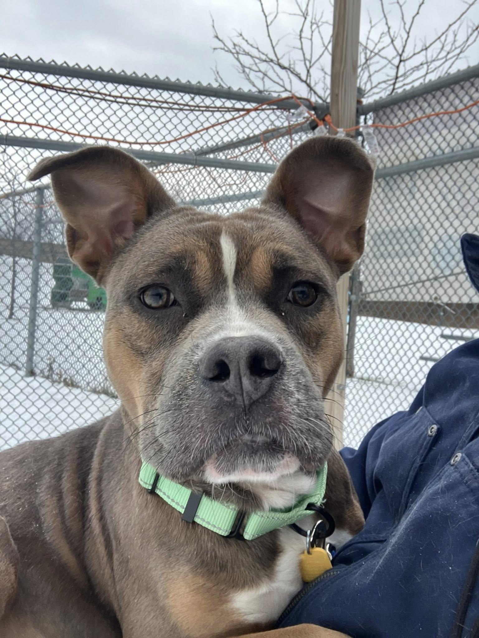 Honey Hut, an adopted mixed breed in Cleveland, OH image 1/4