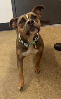 Honey Hut, an adopted mixed breed in Cleveland, OH image 3/4