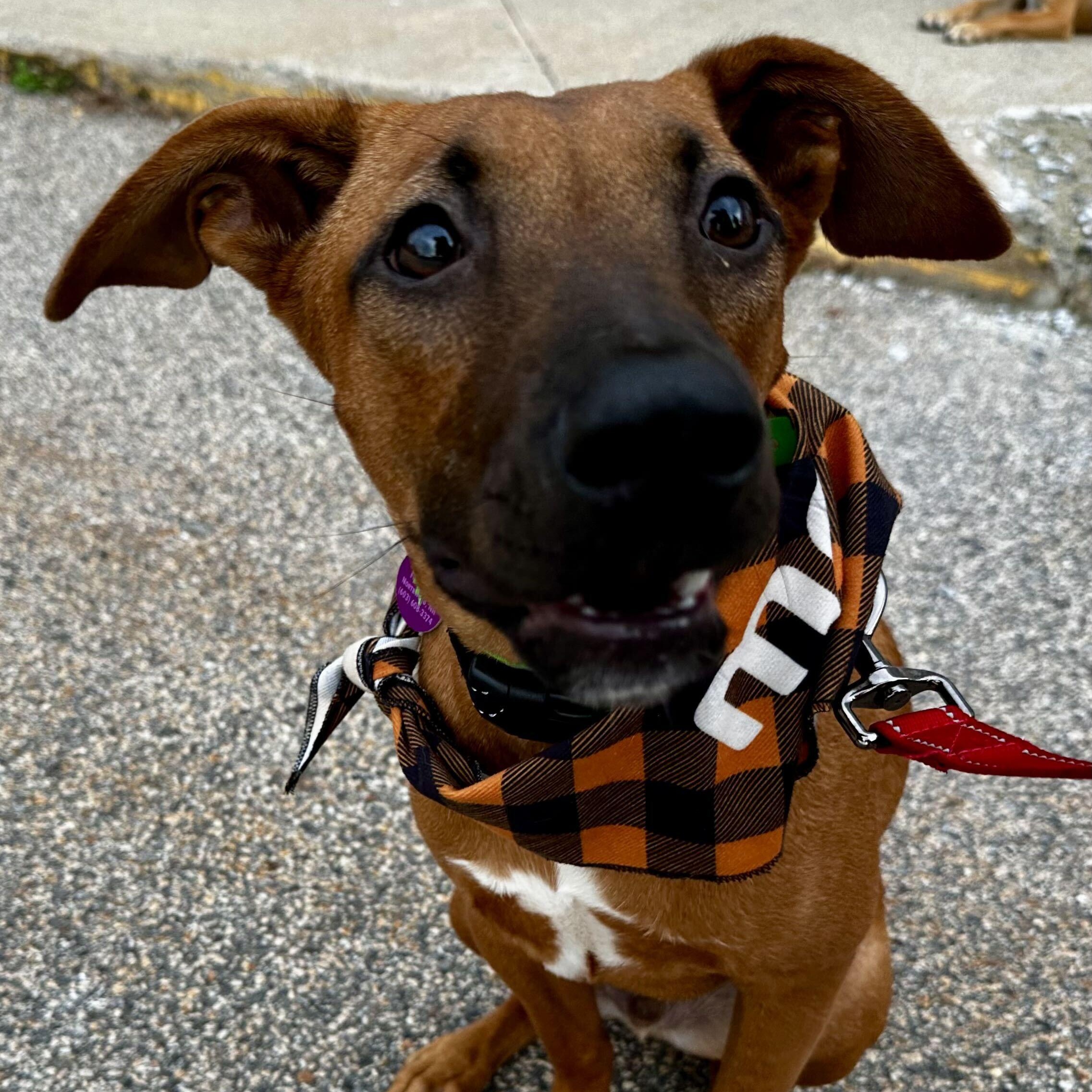 Arin HERE IN NH, Adopted, Puppy Male Mixed Breed.