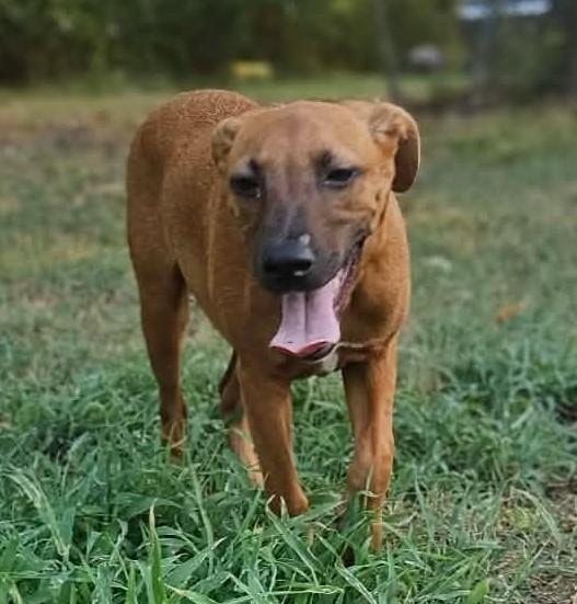 Arin, ADOPTABLE, Puppy Male Mixed Breed.
