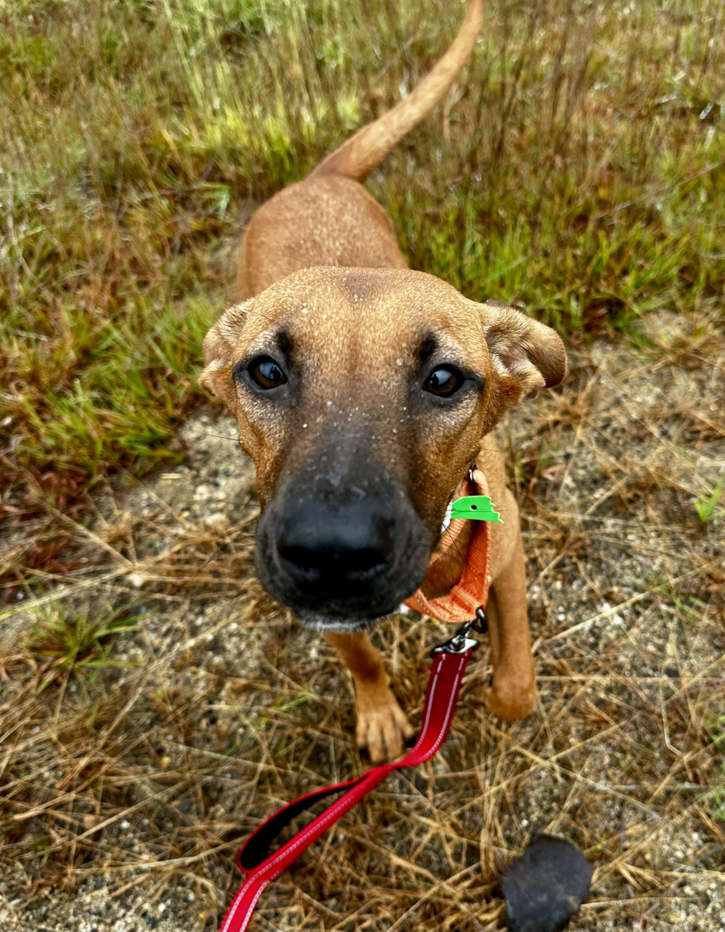 Enlarge Arin HERE IN NH, a Adopted Mixed Breed in Barrington, NH image 5/5