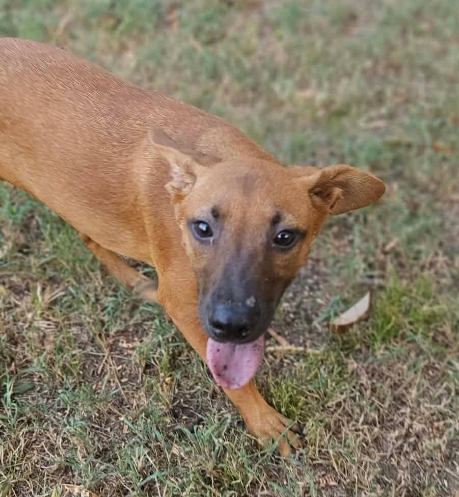 Enlarge Arin, a ADOPTABLE Mixed Breed in Northwood, NH image 2/3