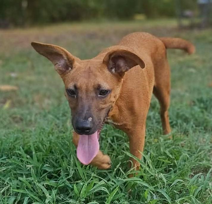 Enlarge Arin, a ADOPTABLE Mixed Breed in Northwood, NH image 3/3