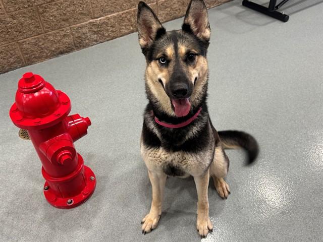 Enlarge HANNAH, a Adoptable mixed breed in Moreno Valley, CA image 1/1