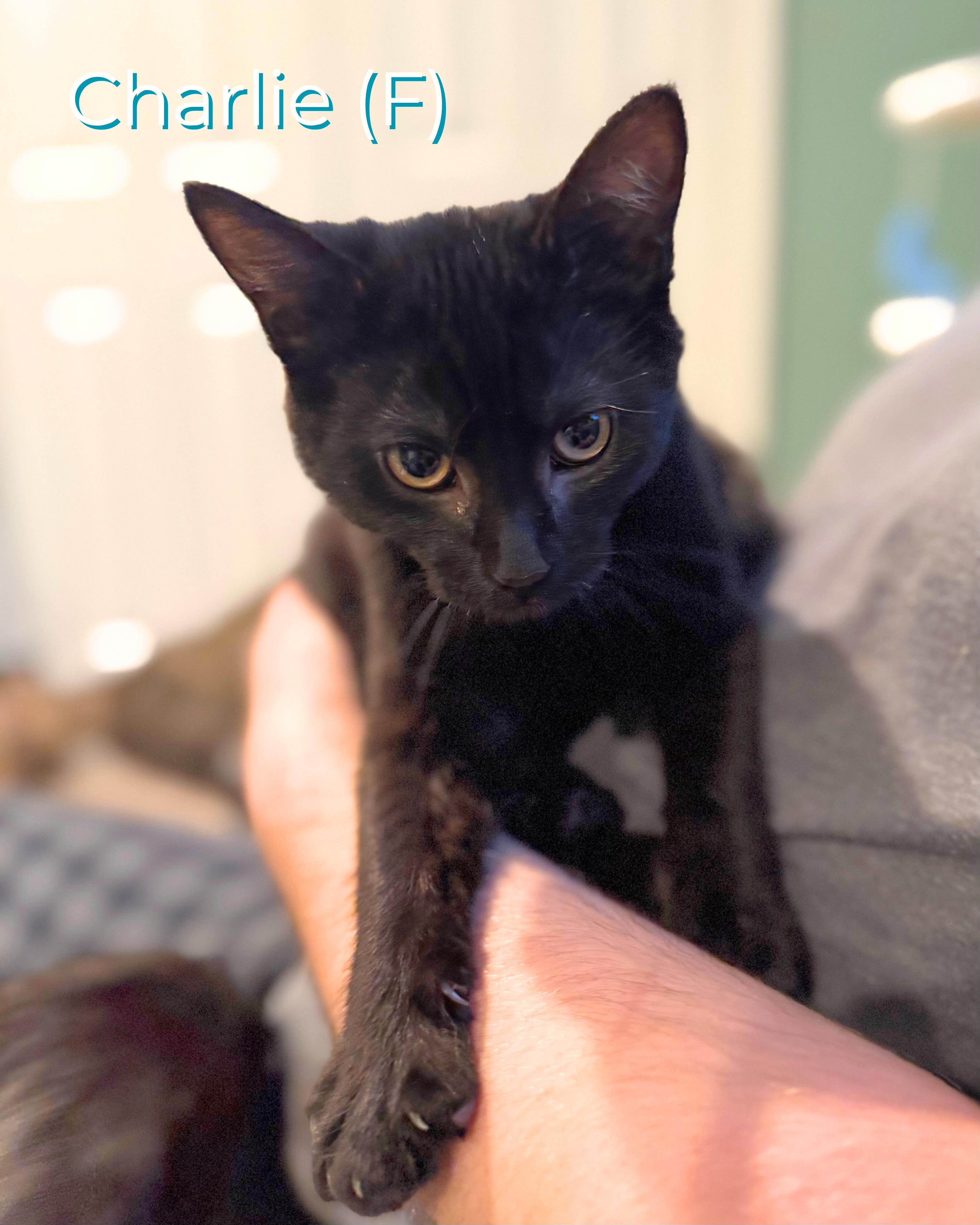 Charlie, Adoptable, Kitten Female Domestic Short Hair.