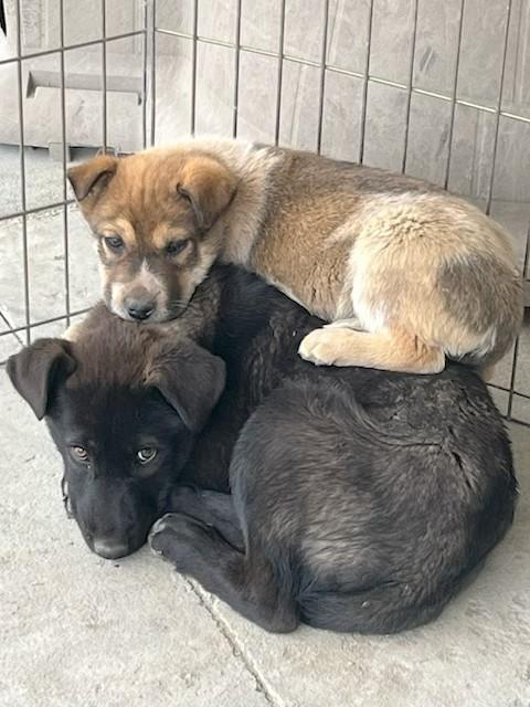 Enlarge Shorty, an adopted mixed breed in Anaconda, MT image 3/6